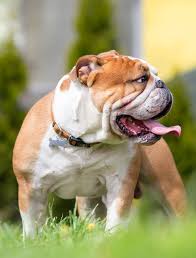 Do you think you can recognize all of the english bulldog health problems and issues? Bulldog Breeds Which Types Make The Very Best Pets