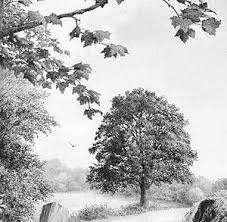 How To Draw Realistic Trees And Foliage Realistic Drawings Tree Drawing Pencil Drawings