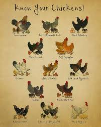 chicken breeds chart print vintage poultry print chicken