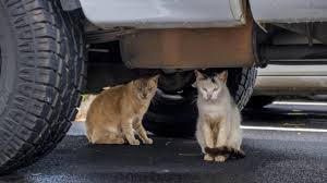 Three years ago, oracle founder larry ellison bought a hawaiian island. Hawaiian Humane Society Says Feline Fix Program Now Easier Free Of Charge Honolulu Star Advertiser