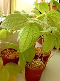 Image result for Dioscorea dregeana