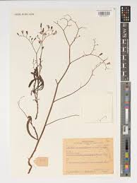 Image result for Launaea cornuta