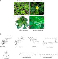 Image result for Dicoma capensis