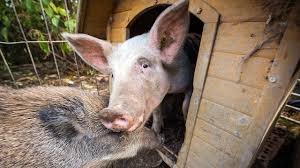 Es gehört damit zur familie der echten schweine aus der ordnung der paarhufer. Experimente Zeigen Schweine Sind Kluger Als Hunde Mdr De