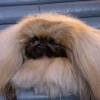Der pekinese wasabi bei der preisverleihung nach der westminster kennel club hundeshow. Https Encrypted Tbn0 Gstatic Com Images Q Tbn And9gcquxc5c4rveb1csxfnnrx0kfj07xdi58fngkuzw6lw94memran4 Usqp Cau