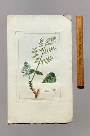 Image result for Guilandina bonduc