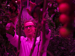 Grow lights produce a wavelength of light that is more like that which the sun produces. High Tech Farmers Are Using Led Lights In Ways That Seem To Border On Science Fiction Washington Post