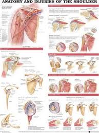 Anatomy And Injuries Of The Shoulder Anatomical Chart