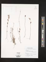 Image result for Laurembergia repens