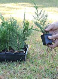 Reasons why your leyland cypress is turning brown from inside out. Leyland Cypress In 2 1 2 Pots 100 Minimum Order Quicktrees
