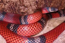 Macclellands korallenotter in german macclelland's coral snake in english 中华珊瑚蛇 in chinese bibliographic references. Neuzugange Im Haus Des Meeres Bunte Schlangen Teils Giftig Vienna Online