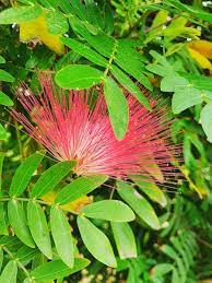 Hol sie dir jetzt, bevor es zu spät ist! Fluffy Red Flower Mimosaceae Plant Leaves Red Flowers Plants