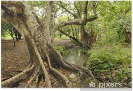 El ahuehuete acostumbra a vivir más de 500 años, aunque el ahuehuete, cuyo nombre procede de la lengua náhuatl y significa 'viejo del agua', resulta muy vistoso. Arbol De Ahuehuete Especie Tipica De Mexico Poster Pixers We Live To Change