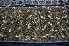 How to grow a cactus from seed at home. Grow Great Zinnias Floret Flowers