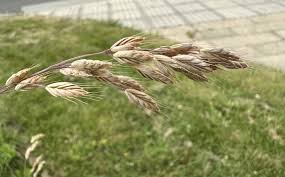 Image result for Bromus leptoclados