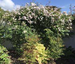 Dans Mon Jardin De Bretagne Terrasse Jardin Jardins Terrasse
