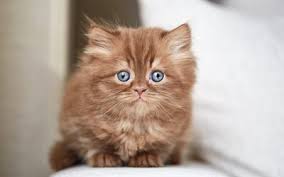 Collection by sir tinte • last updated 6 weeks ago. Download Wallpapers British Fluffy Kitten Brown Little Cat Chocolate Kitten Funny Animals Brown Kitten With Blue Eyes For Desktop Free Pictures For Desktop Free
