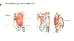 The anterior, lateral and posterior deltoid heads. Anterior Axioappendicular Muscles Anatomy Of The Shoulder Youtube