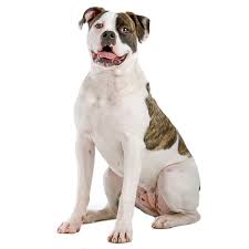 Includes items as well as puppies/dogs. American Bulldog Dog Breed Information Temperament Health