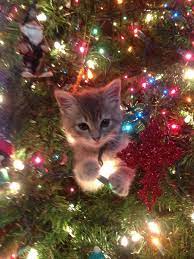 Tis The Season For Our Cats To Knock Over Our Christmas Trees Christmas Cats Christmas Kitten Cute Animals