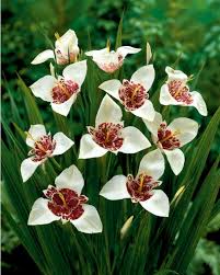 Image result for Pavonia rogersii