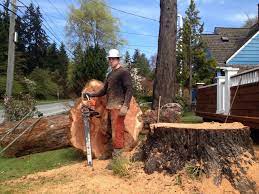 Pin On Tree Care Removal Seattle Washington