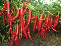 We did not find results for: Biji Benih Cili Red Kulai Sila Taman Botani Bobby Facebook
