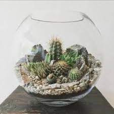 Terrario lo suficientemente grande para albergar una planta de lavanda con muchos arbustos, pero es ms fcil utilizar las plantas pequeas. Como Hacer Un Terrario De Cactus Para Decorar Tu Casa Como Hacer Terrarios Terrarios Plantas Para Terrario