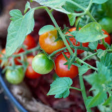 Du Mochtest Auch Obst Und Gemuse Auf Dem Balkon Anbauen Hast Aber Noch Viele Ungeklarte Fragen Dann Schau Mal I In 2020 Tomato Cultivation Tomato Vegetable Garden