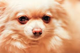 As with all hybrid mixes, the pomchi inherits a bit of both of their parents. Pomchi Pomeranian Chihuahua Mix Dog Breed Guide Animal Corner