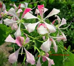 Image result for Bauhinia monandra