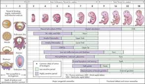 critical periods of human development prenatal development