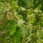 Image result for Isoberlinia