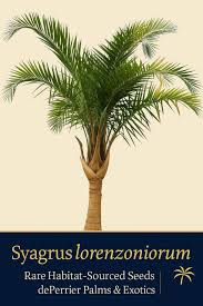 Image result for Syagrus