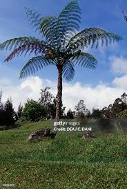 Image result for Cyatheaceae