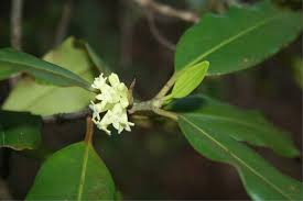 Image result for Pyrostria phyllanthoidea
