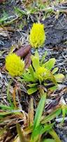 Image result for Polygala transvaalensis