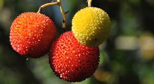 Maybe you would like to learn more about one of these? Strawberry Tree Fruit Recipes How To Cook It Finedininglovers Com
