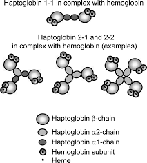 Image result for Haptoglobin