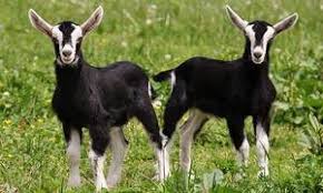 Toggenburg goat is goats whose height oscillates between 75 and 80 centimeters. Alpine Breed Of Goats Main Features Alpine Mountain Goat