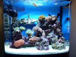 New To Marine Interpet River Reef 94l Nano Tank Page 2 Ultimatereef Com Coral Reef Aquarium Saltwater Aquarium Beginner Saltwater Aquarium
