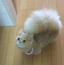 Bell The Japanese Cat Has An Adorable Fluffy Squirrel Like Tail And We Are Loving It Nurse Cat Bell The Cat Cats