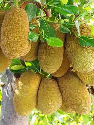 The jackfruit tree offers unique fruit that's delicious. Giant Jackfruit Tree Artocarpus Heterophyllus Urban Tropicals