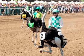 Camel and ostrich racing in auburn. Camel Ostrich Racing Comes To Emerald Downs On Sunday Notes Auburn Reporter