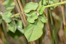 Image result for Achyranthes