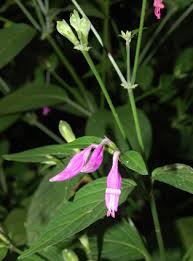 Image result for Dicliptera minor