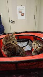 Published quarterly (january, april, july, and october), pet. Community Pet Care Clinic 4808 S Detroit Ave Toledo Oh 43614 Usa