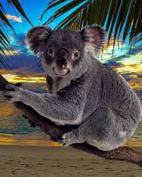 Koalas Shop On Instagram Koala Chilling Near The Beach Cute Animals Koala Cute Funny Animals