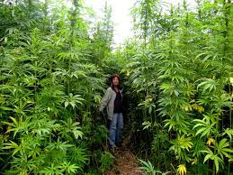 How tall does a sativa weed plant grow? Growing Cannabis Outdoors Pots Or Open Soil Sensi Seeds Sensi Seeds