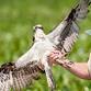 Ospreys of the Patuxent Boat Tour